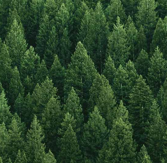 Arbres verts et plantes dans une forêt dense